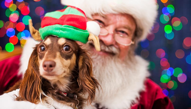 News from The Pierce - Dog Day with Santa in the Park: DEC 3