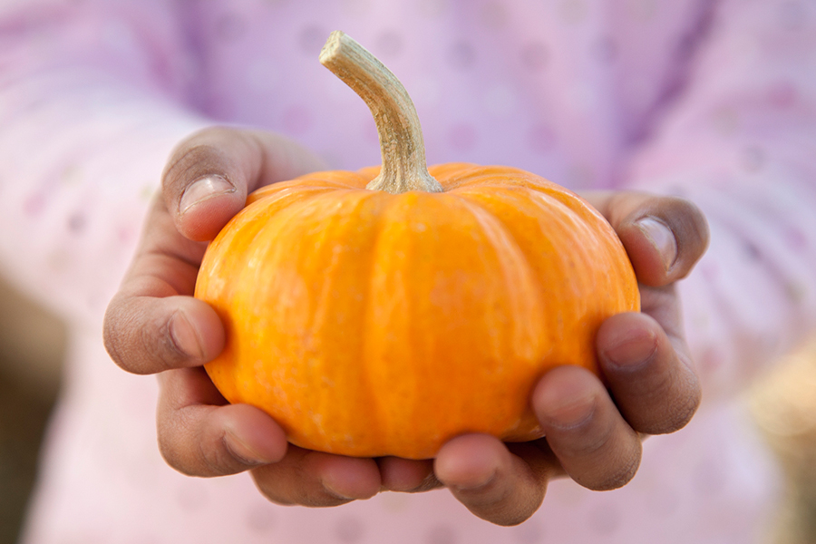 News from The Pierce - San Jose Family Fall Festival & Pumpkin Patch: OCT 7