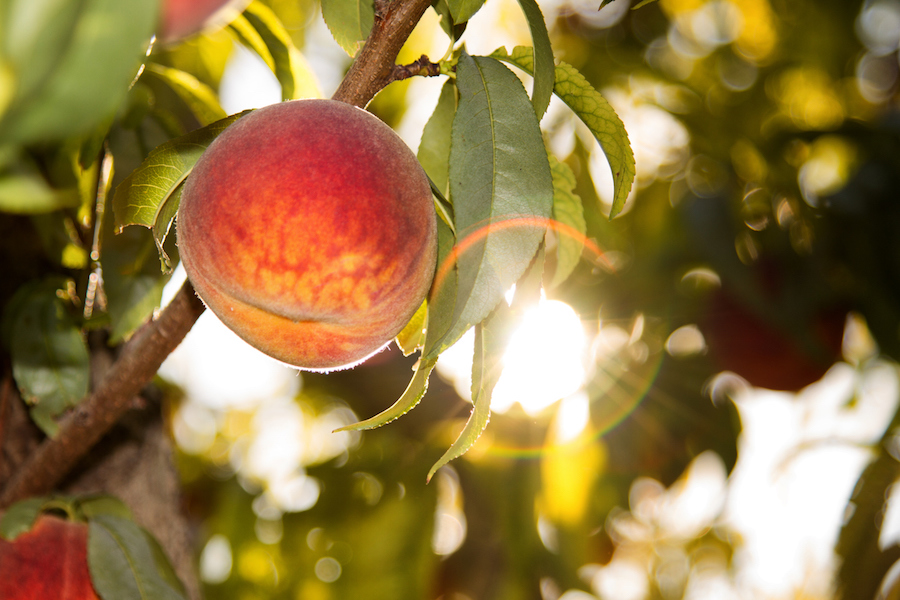 News from The Pierce - Santana Row Farmers Market: NOW — SEPT 26